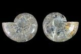 Cut & Polished Ammonite Fossil (Phylloceras?) - Madagascar #145999-1